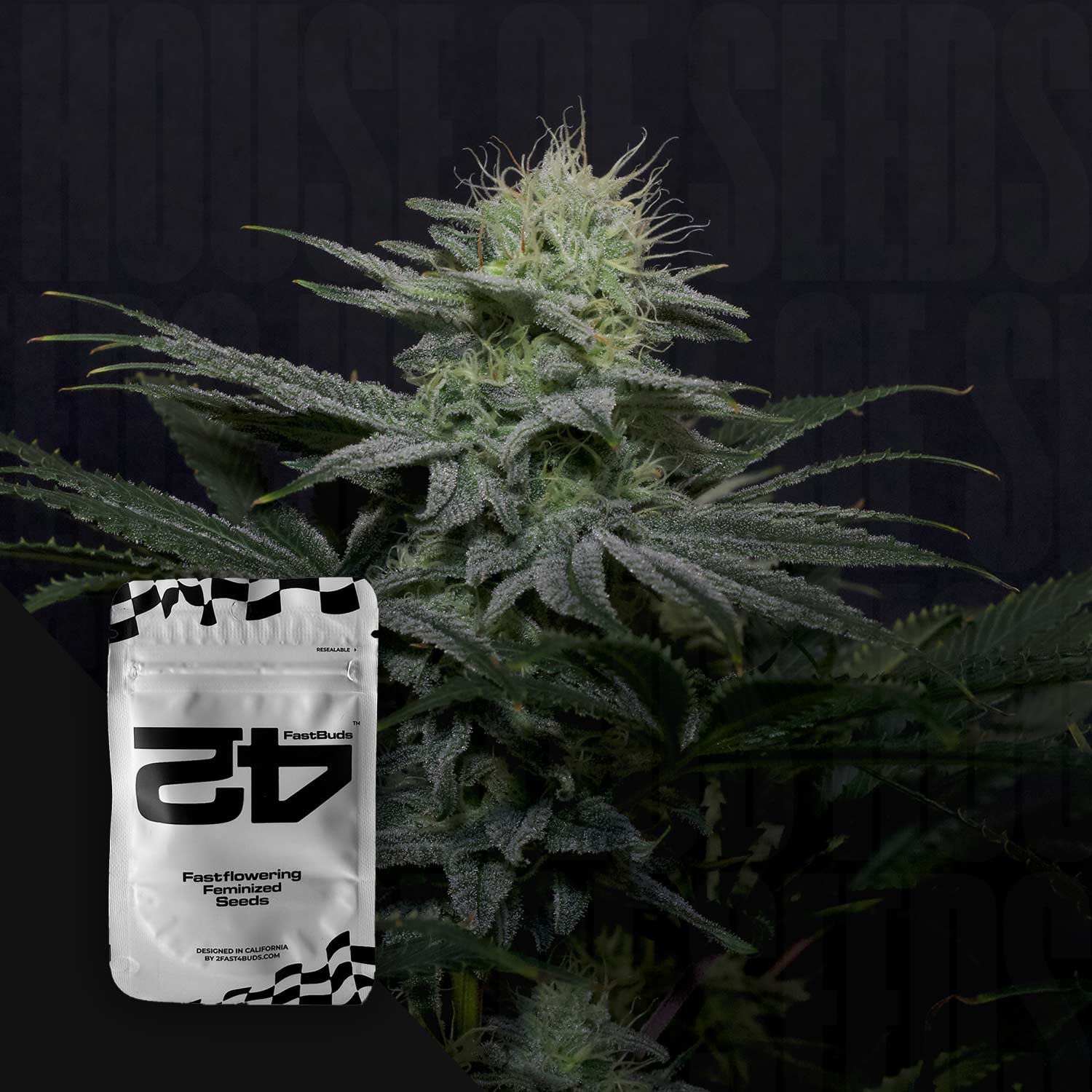 Nahaufnahme einer blühenden Cannabispflanze mit dichten frostigen Knospen, vorne weiß-schwarze 420 Fast Buds GG4 Sherbet FF Samenpackung