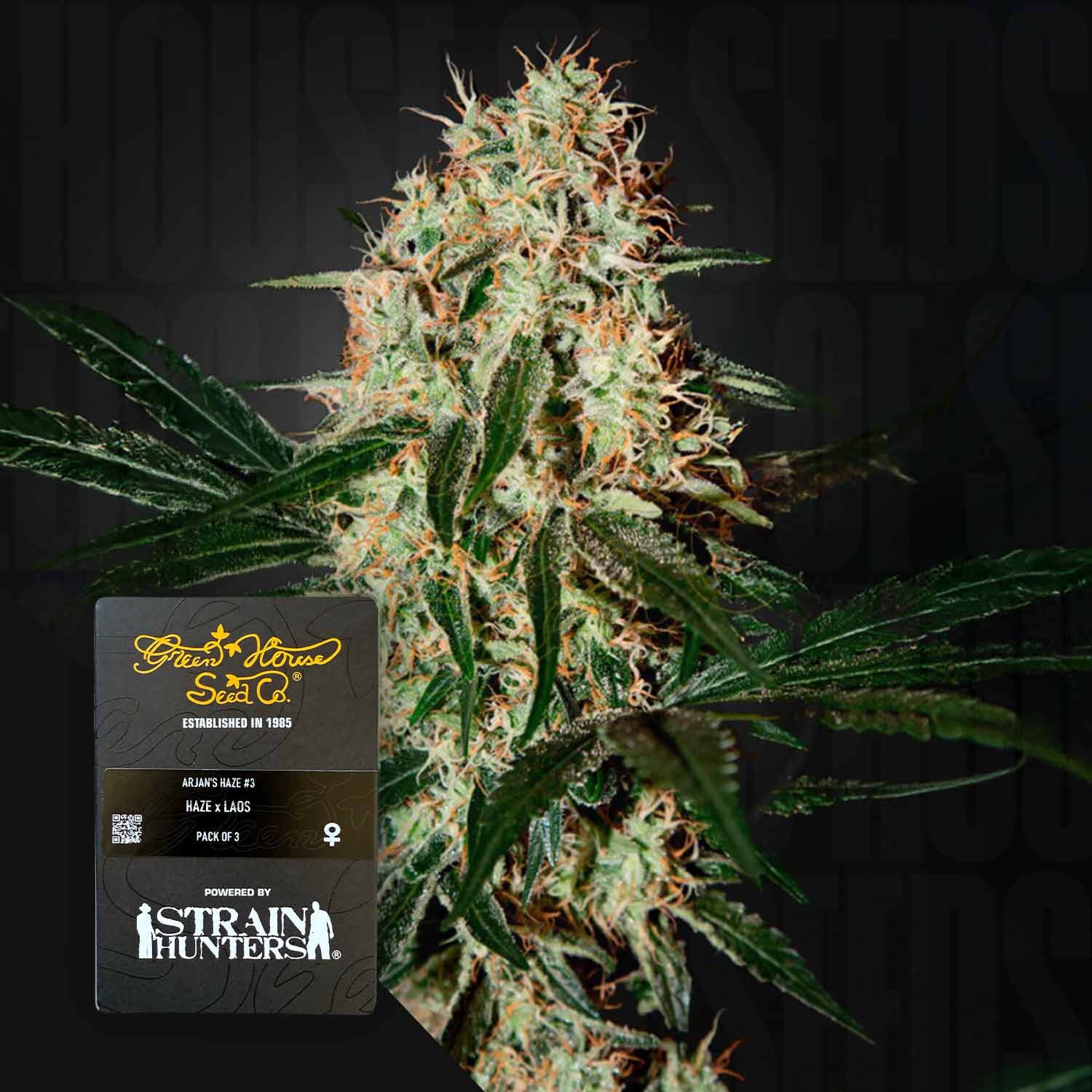 Nahaufnahme der Knospen von Arjan's Haze 3 von Green House Seeds mit grünen Blättern und einer gebrandeten Infokarte in der Ecke.