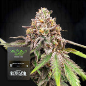 Nahaufnahme der Blue Haze x Gelato 41 Auto Knospe von Green House Seeds, frostig mit grünen, lila Farbtönen und Trichomen.