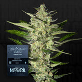 Flowerbomb Kush