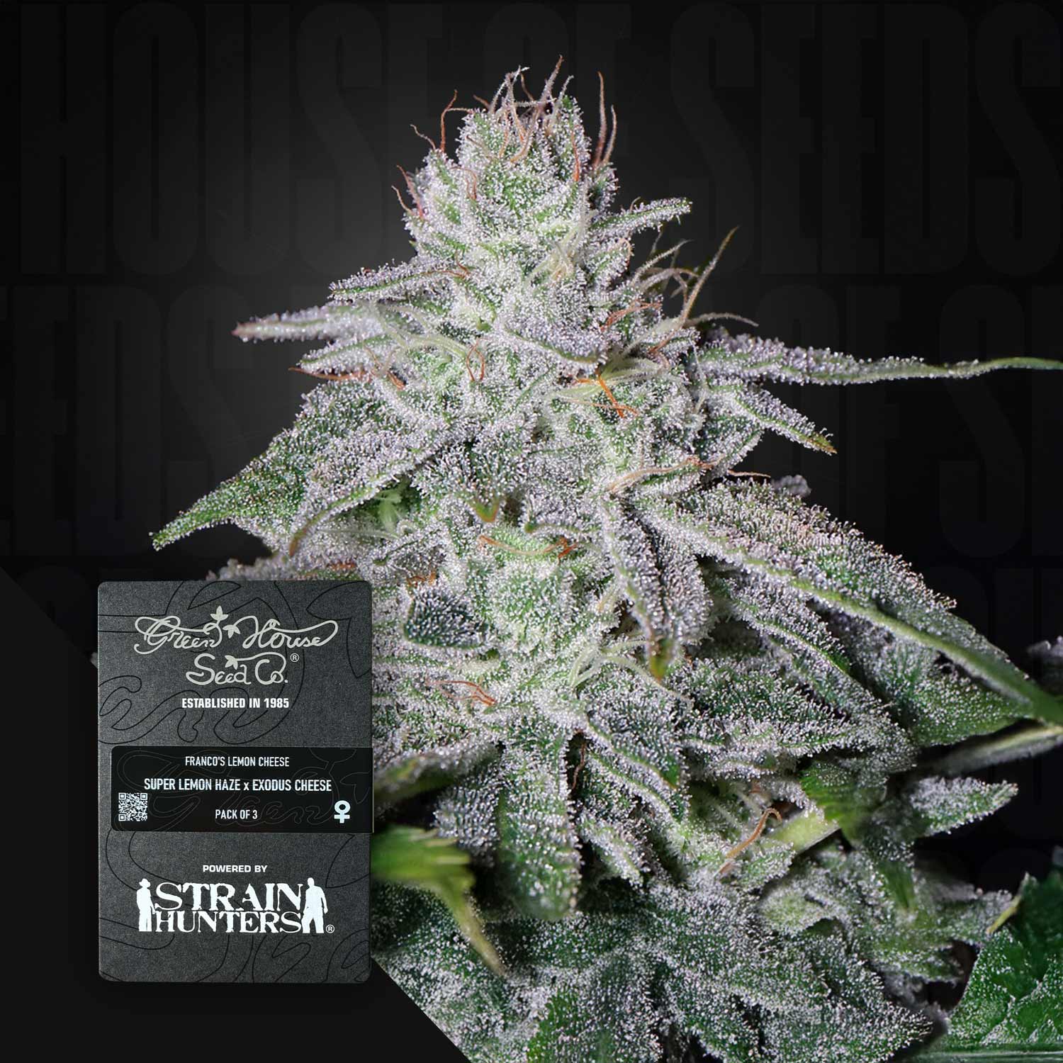 Frostige Cannabispflanze mit weißen Trichomen, vorne Green House Seeds Etikett für Franco's Lemon Cheese