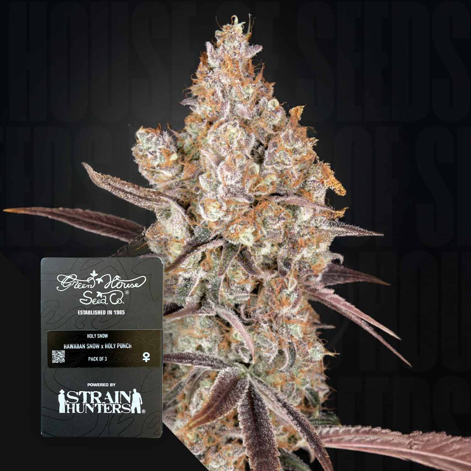 Eine Nahaufnahme einer frostigen Holy Snow Cannabis Knospe mit gefärbten Blättern und einem Green House Seeds Samenpaket in der Nähe.