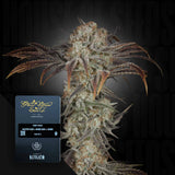 Money Maker