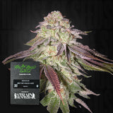 Skunk Auto