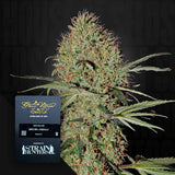 Super Bud Auto