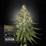 Super Lemon Haze