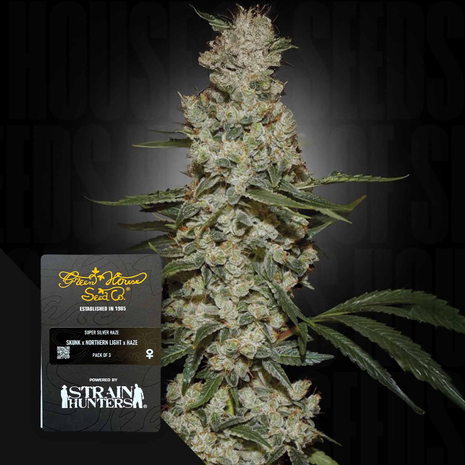 Nahaufnahme einer Super Silver Haze Cannabis-Pflanze und einer mit Green House Seeds beschrifteten Samenpackung.