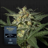 White Widow Auto
