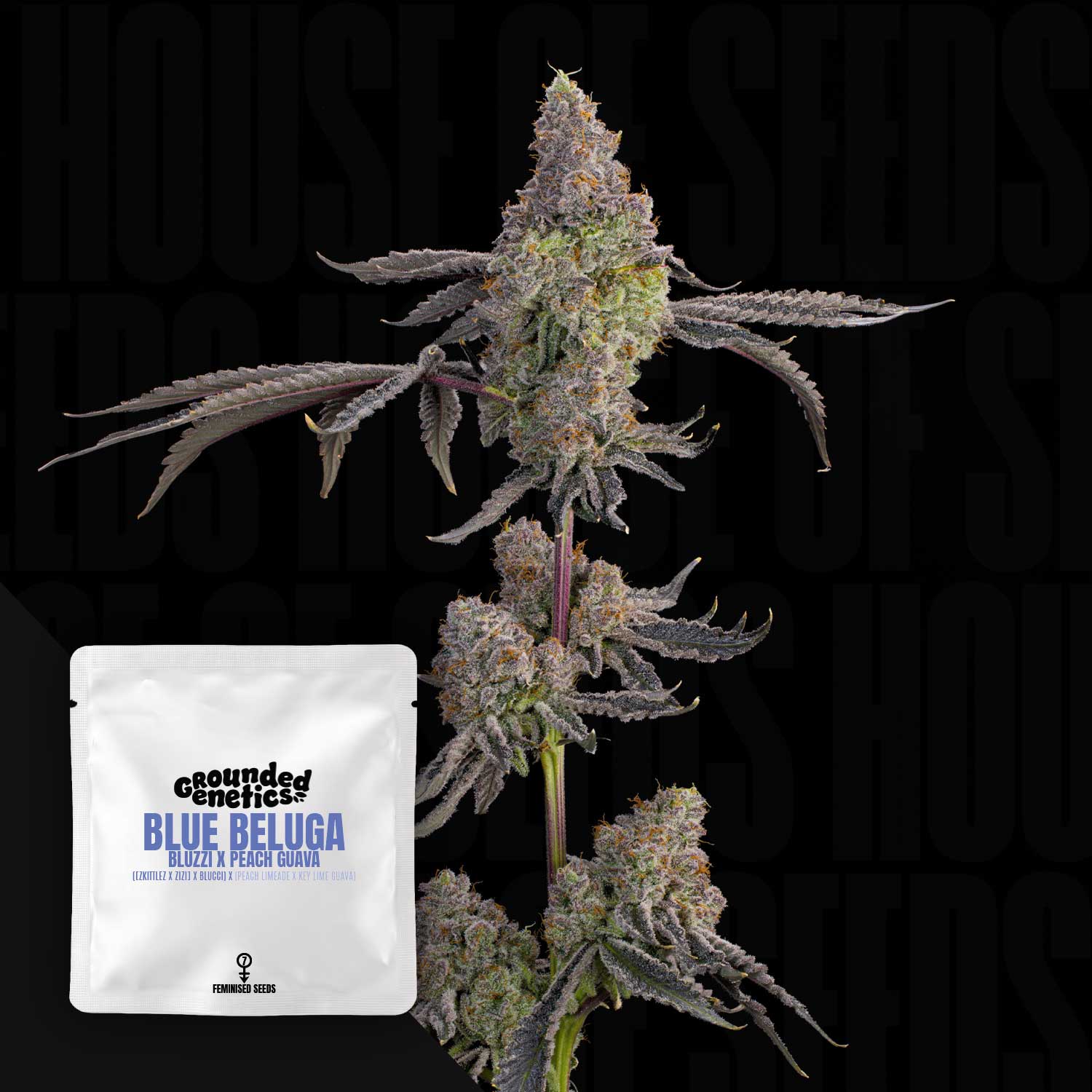 GRG-BBG-0