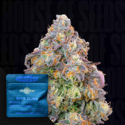 Nahaufnahme einer frostigen, bunten Cannabis-Knospe neben einer Grounded Genetics Blue Zlime-Verpackung.