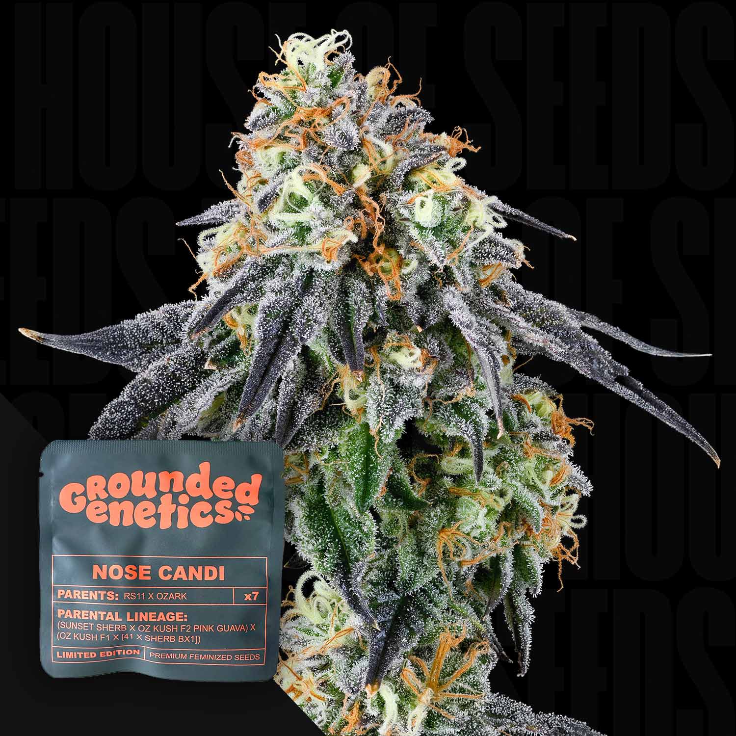 Nahaufnahme einer frostigen Nose Candi Cannabisknospe von Grounded Genetics mit orangen Haaren und lila Blättern, vorne Verpackung mit Sortenangabe