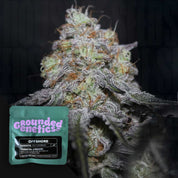 Nahaufnahme einer frostigen Knospe mit lila und grünen Tönen, vorne grünes Grounded Genetics Offshore Paket