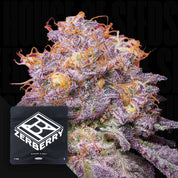 Nahaufnahme einer frostigen, lilafarbenen Cannabisknospe mit einer orangefarbenen Zerberry1-Tüte von Grounded Genetics in der Ecke.