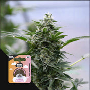 HH-CBD-PG-3