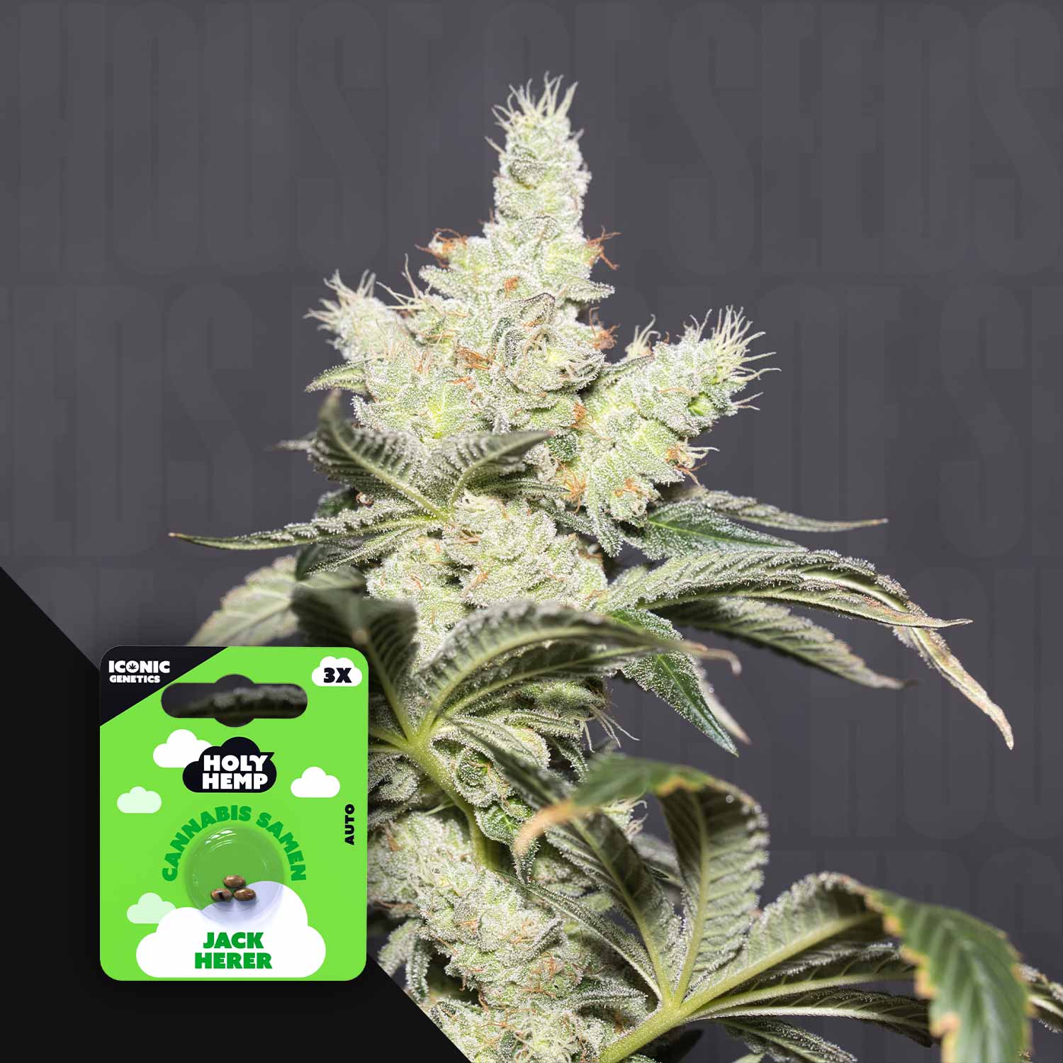 Frostige Cannabispflanze mit dichten harzigen Knospen und grünen Blättern, vorne grünes Holy Hemp Jack Herer Auto Paket