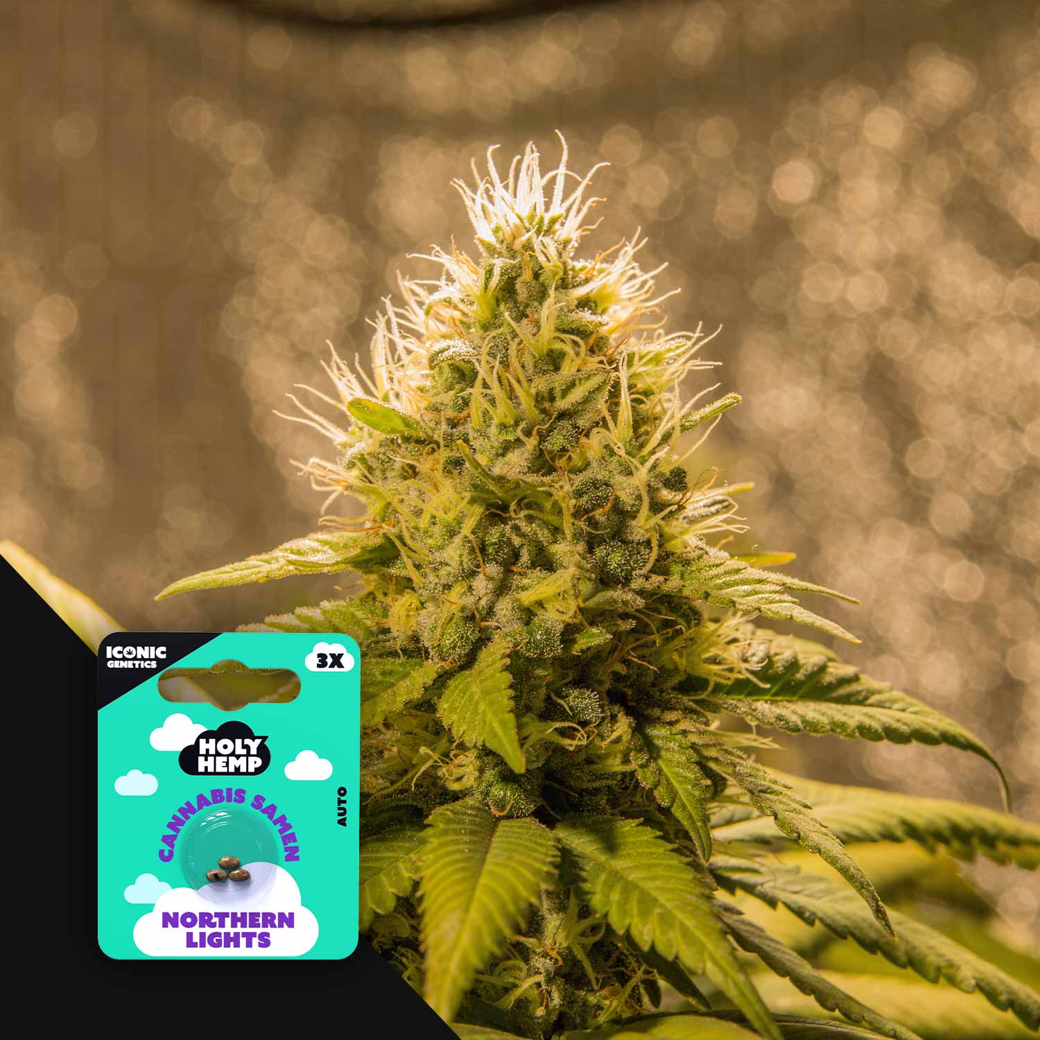 Nahaufnahme einer reifen Northern Lights Auto Pflanze mit dichten Knospen und weißen Haaren, mit Holy Hemp Packung