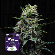 Nahaufnahme einer dichten frostigen Knospe, Ecke zeigt lila Holy Hemp Runtz XL Auto Packung