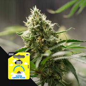 Nahaufnahme einer dichten trichomenreichen Cannabispflanze, daneben gelbe Holy Hemp Super Lemon Haze Samenpackung