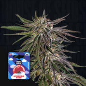 Nahaufnahme einer reifen Cannabispflanze mit lila und grünen Blättern, mit blauee Holy Hemp Ambrosia Kush Packung