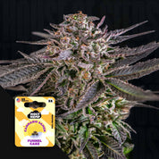 Nahaufnahme einer Cannabispflanze mit dunkelgrünen und violetten Blättern, mit buntem Holy Hemp Funnel Cake Samenpaket