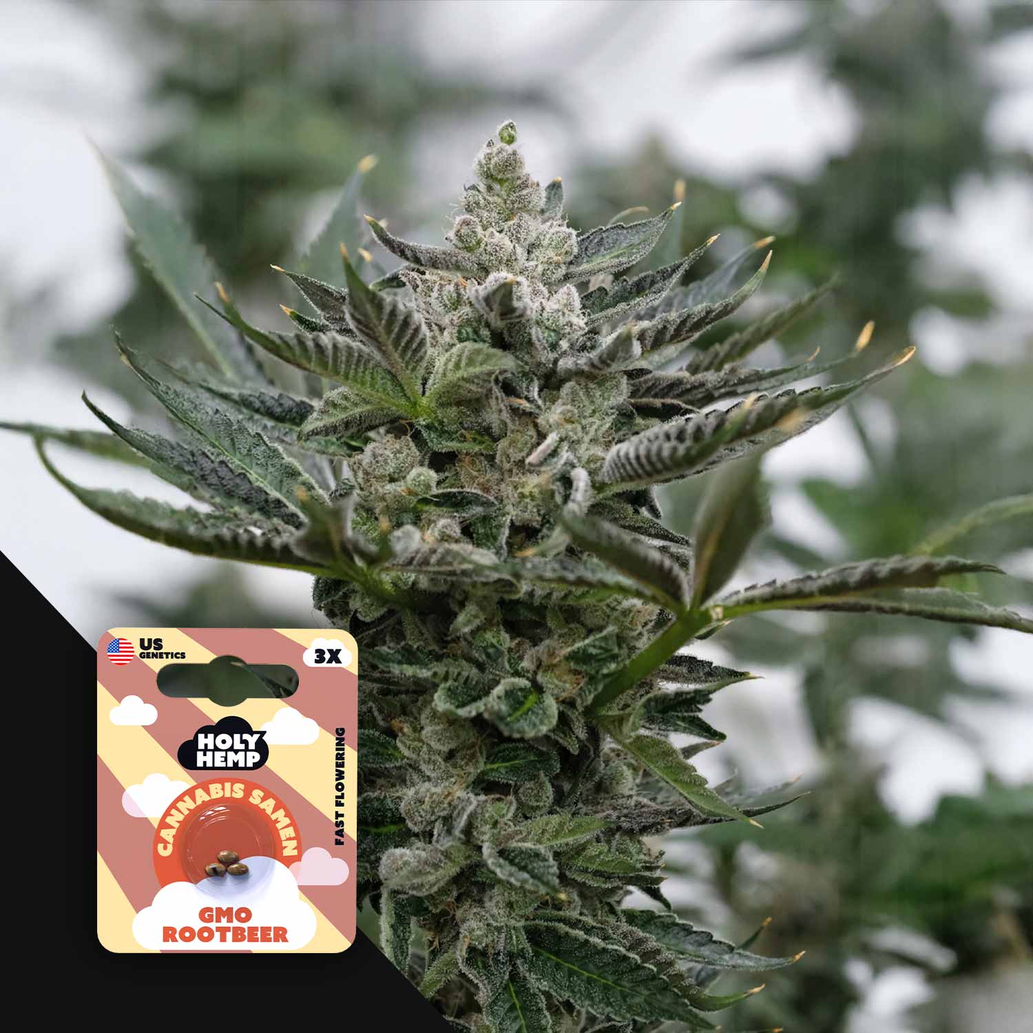 Nahaufnahme einer frostigen Pflanze mit dichten Knospen, Ecke zeigt Holy Hemp GMO Rootbeer Etikett mit US und 3X Samen