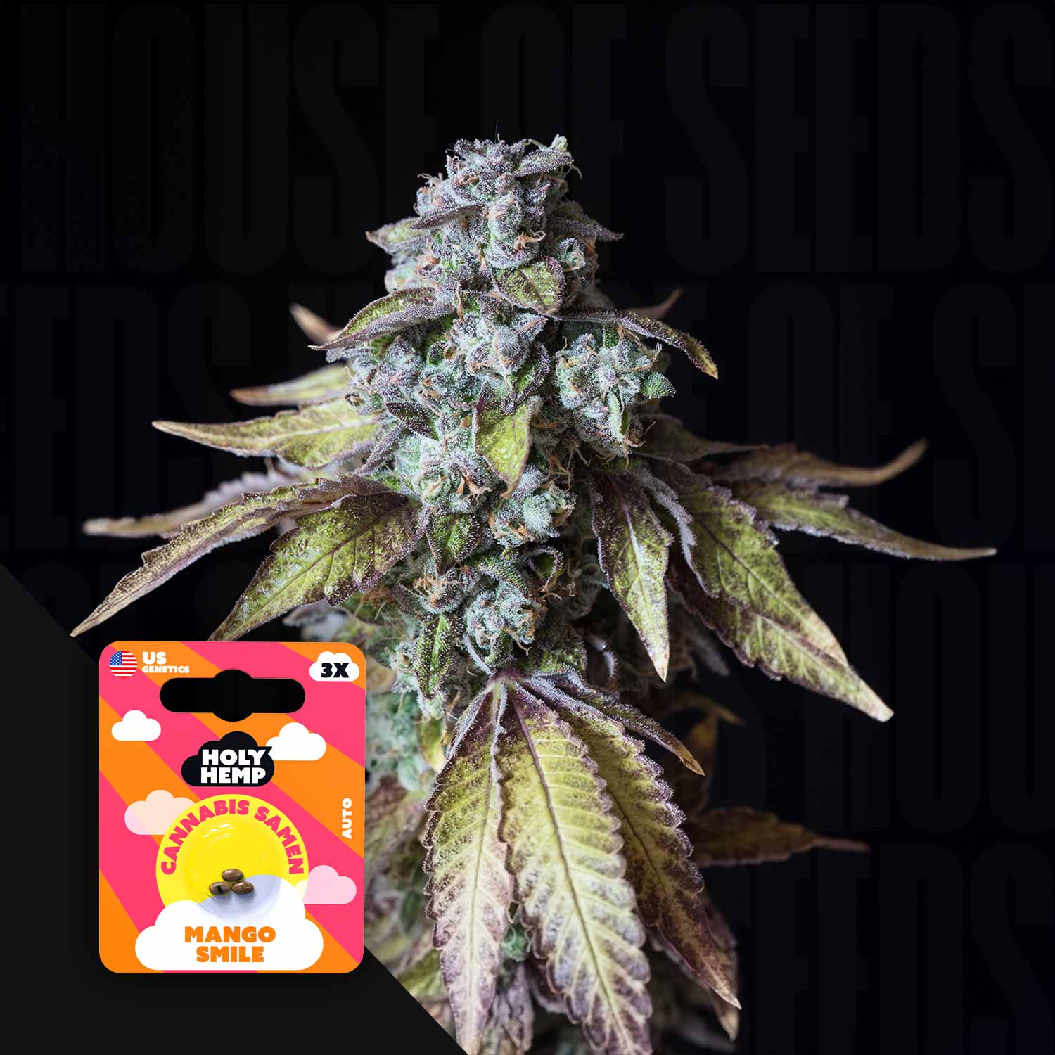 Nahaufnahme einer Cannabispflanze mit lila und grünen Knospen, daneben leuchtendes Holy Hemp Mango Smile Auto Samenpaket