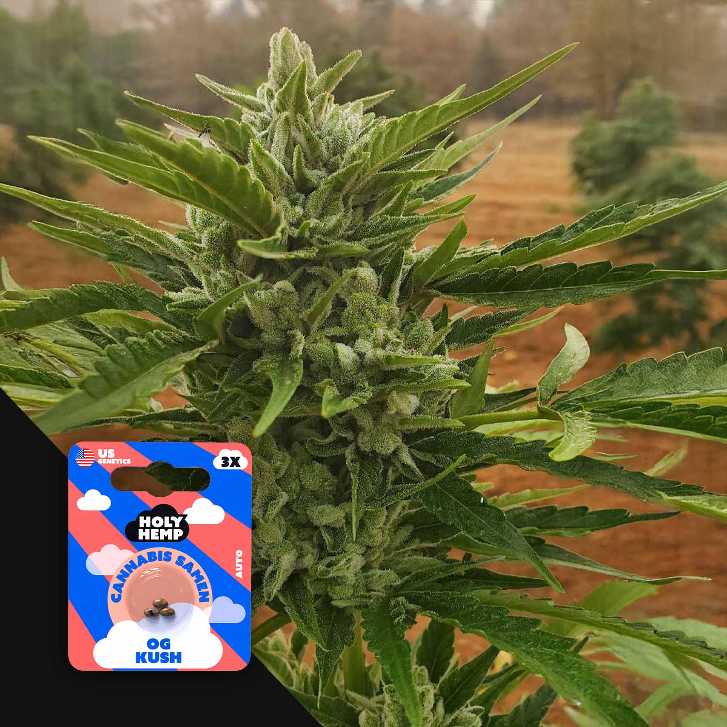 Nahaufnahme einer Outdoor-Cannabispflanze mit grünen Knospen, Ecke zeigt farbenfrohe Holy Hemp OG Kush Auto Verpackung