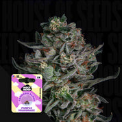 Frostige Cannabis Knospe mit violetten Tönen neben Holy Hemp Purple Milkshake Etikett mit US- und EU-Flaggen