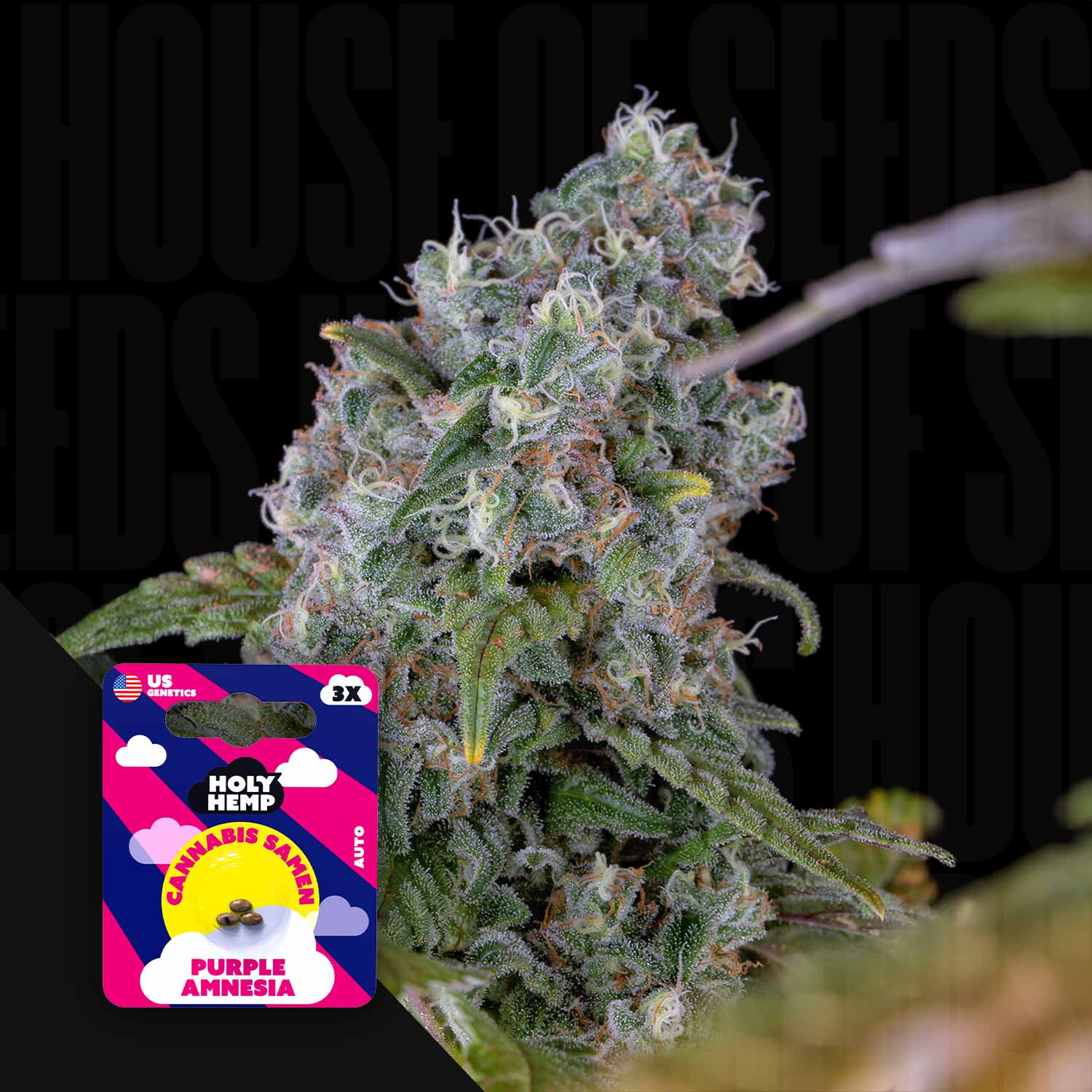 Frostige Cannabisknospe, vorne leuchtendes Holy Hemp Purple Amnesia Auto Samenpaket