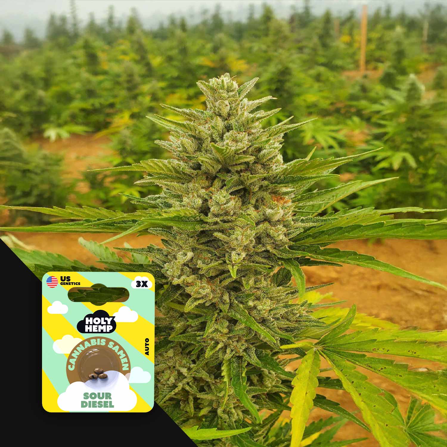 Nahaufnahme einer Cannabispflanze im Freien, mit Holy Hemp Sour Diesel Auto Samenpaket