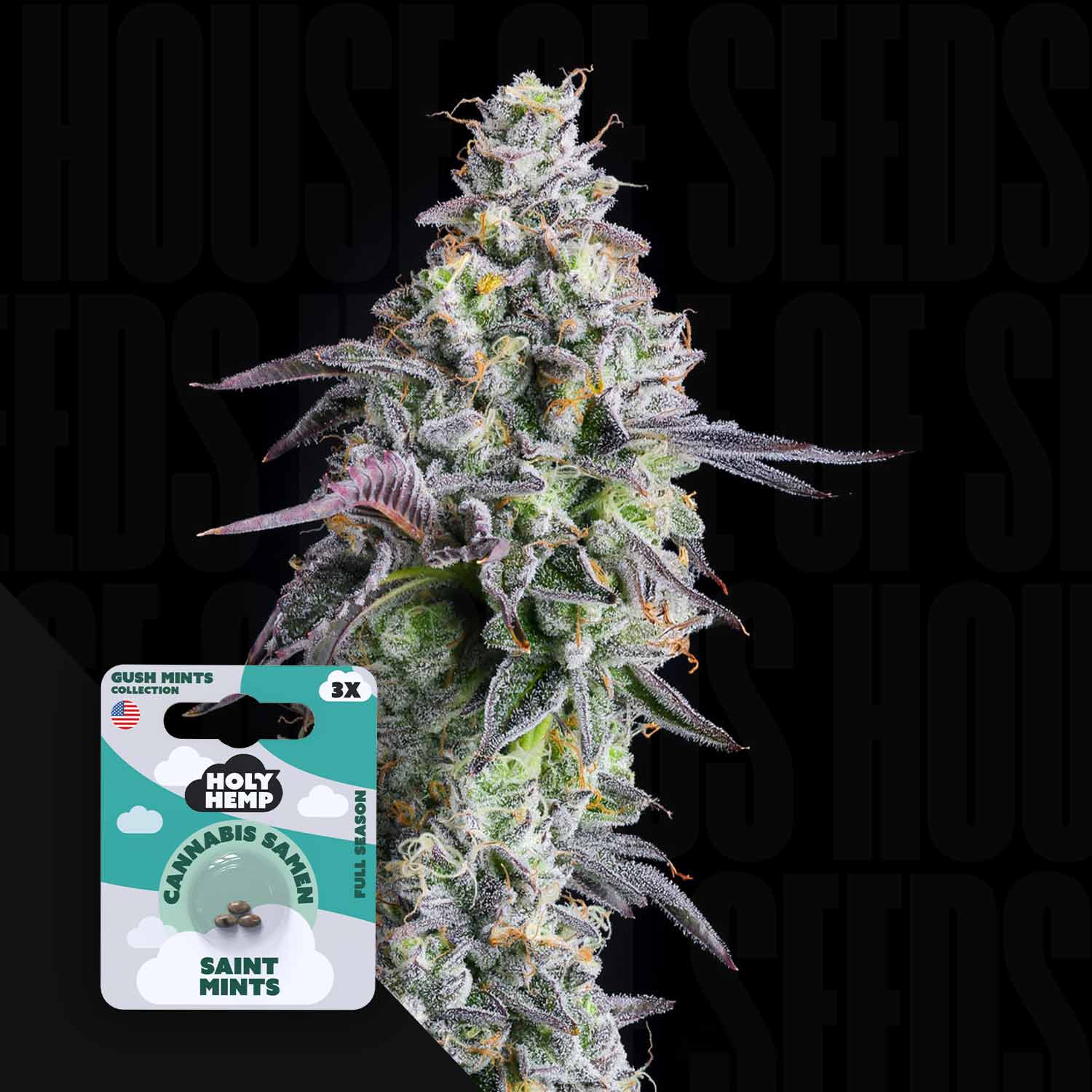 Frostige Cannabispflanze mit violetten Farbtönen und einer Holy Hemp Saint Mints-Samentüte im Vordergrund.