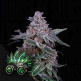 Mintset