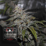 Grape Walker Kush Auto