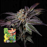 Insanity OG