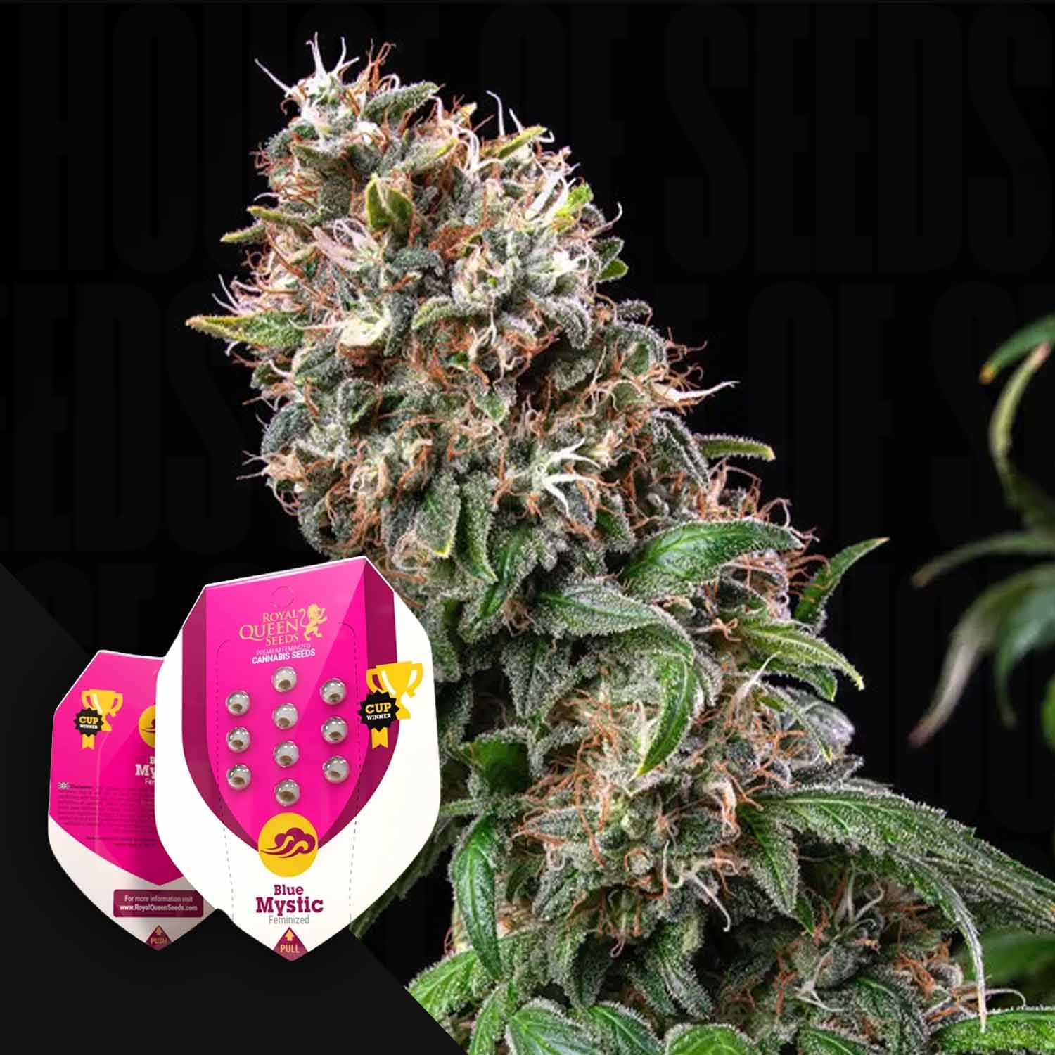 RQS-BM-0