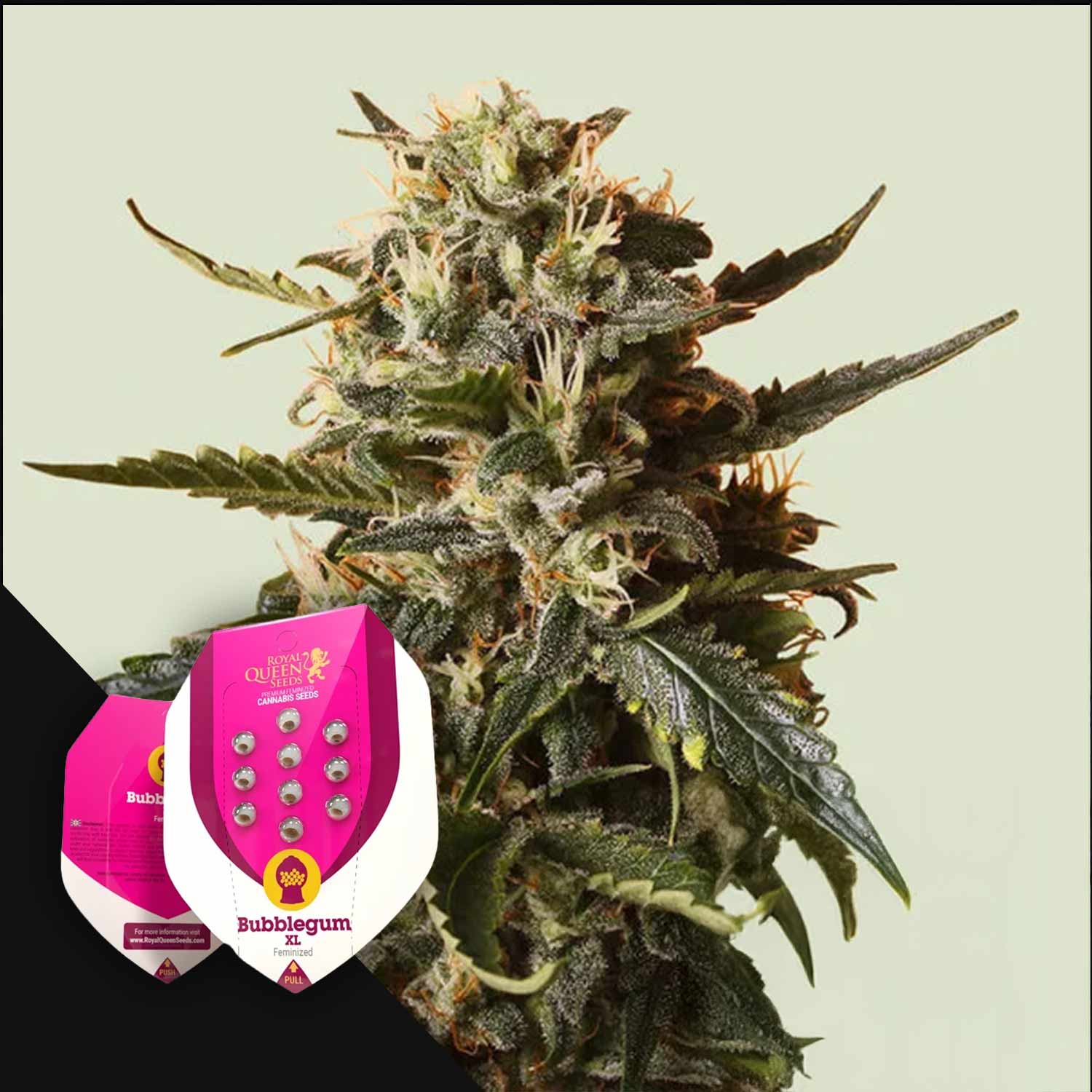 Nahaufnahme einer Cannabispflanze mit einer Royal Queen Seeds Bubblegum XL-Samentüte im Vordergrund.