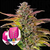 Cookies Gelato
