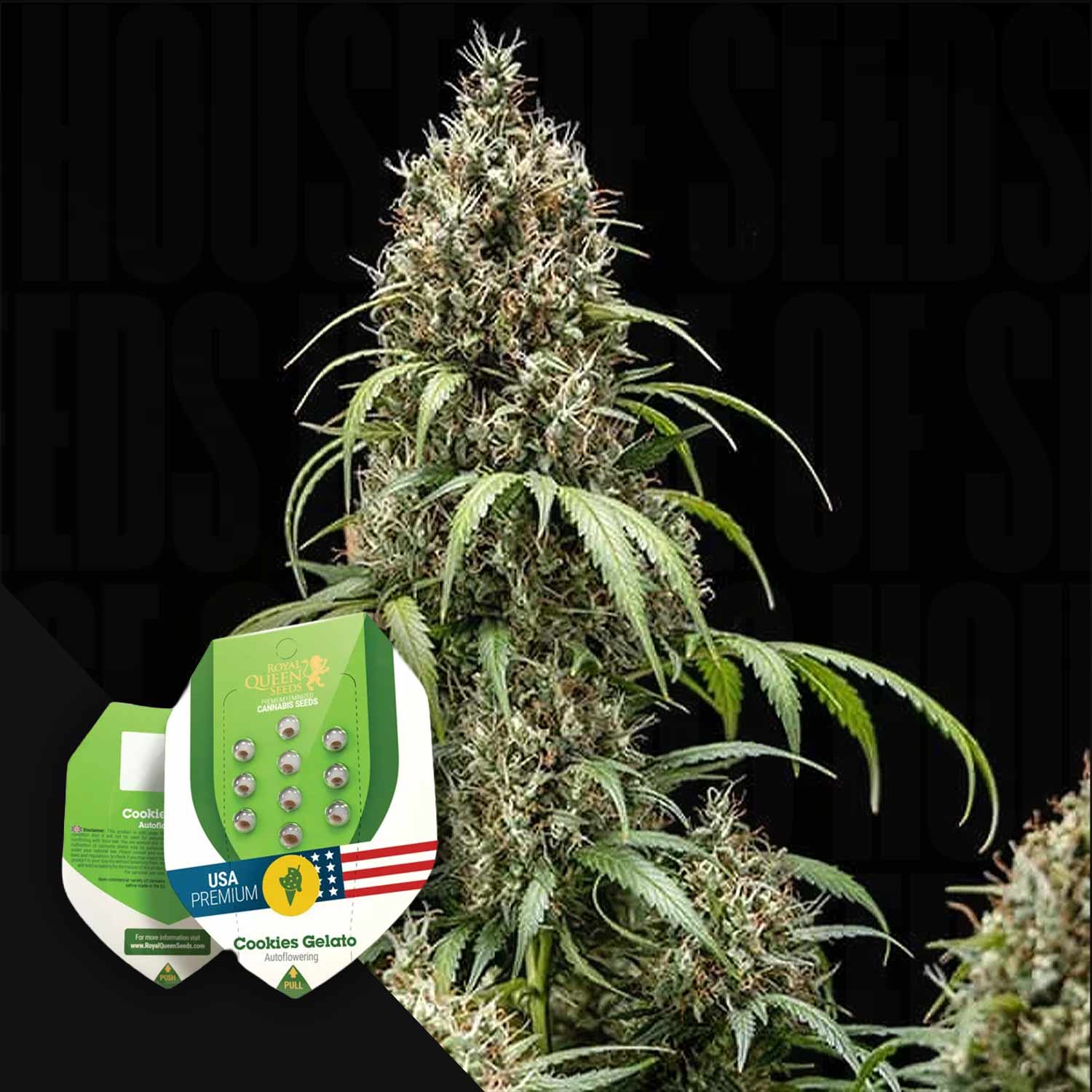 Hohe Cannabis-Pflanze in voller Blüte mit Royal Queen Seeds Cookies Gelato Auto-Samenpaketen in der unteren linken Ecke.