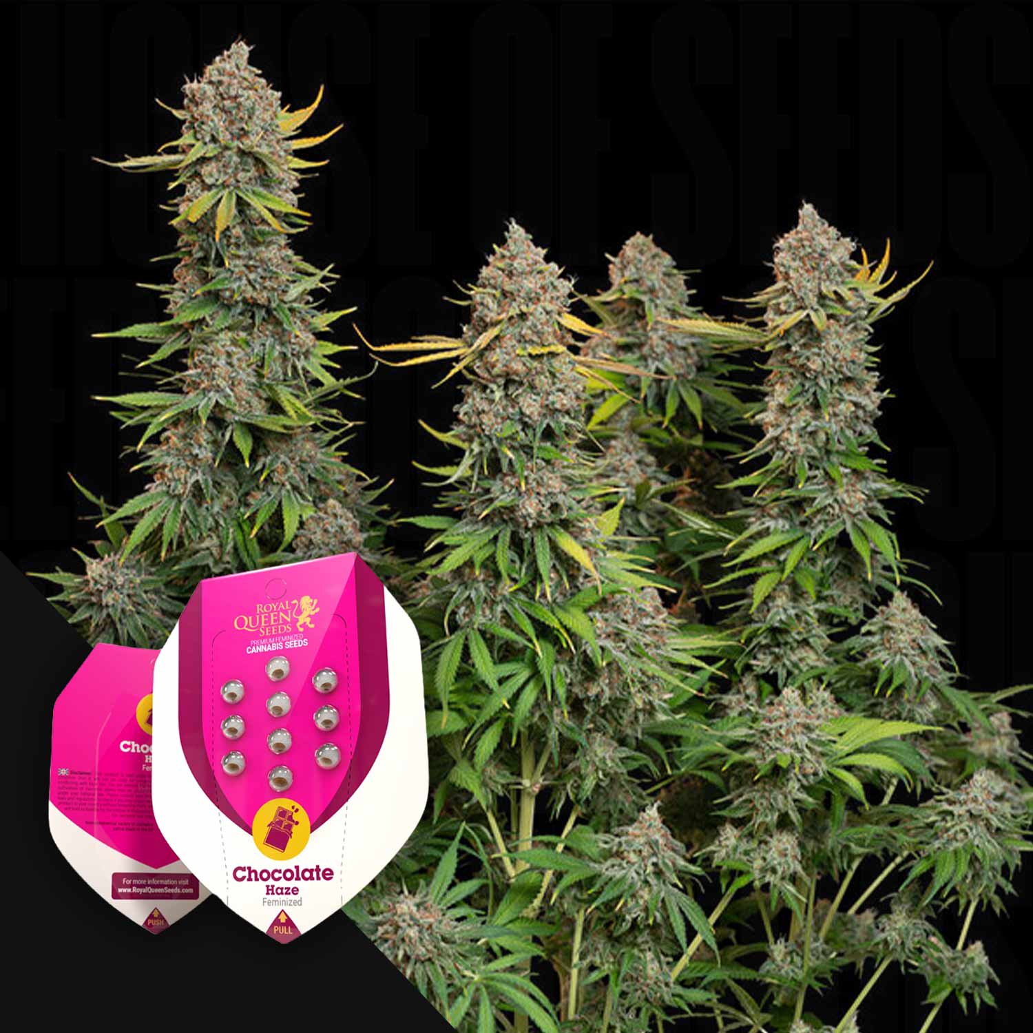 Große Cannabis-Knospen mit einem Royal Queen Seeds Chocolate Haze-Samenpaket im Vordergrund.