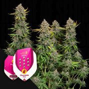 RQS-CH-0
