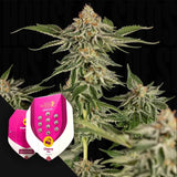 Cherry Pie