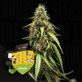 Corkscrew Auto