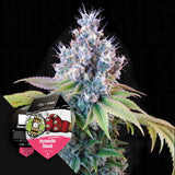 Dynamite Diesel