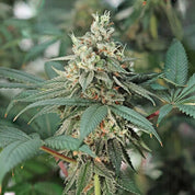 Nahaufnahme Fat Banana Pflanze von Royal Queen Seeds mit harzigen Knospen und langen grünen Blättern vor unscharfem Hintergrund