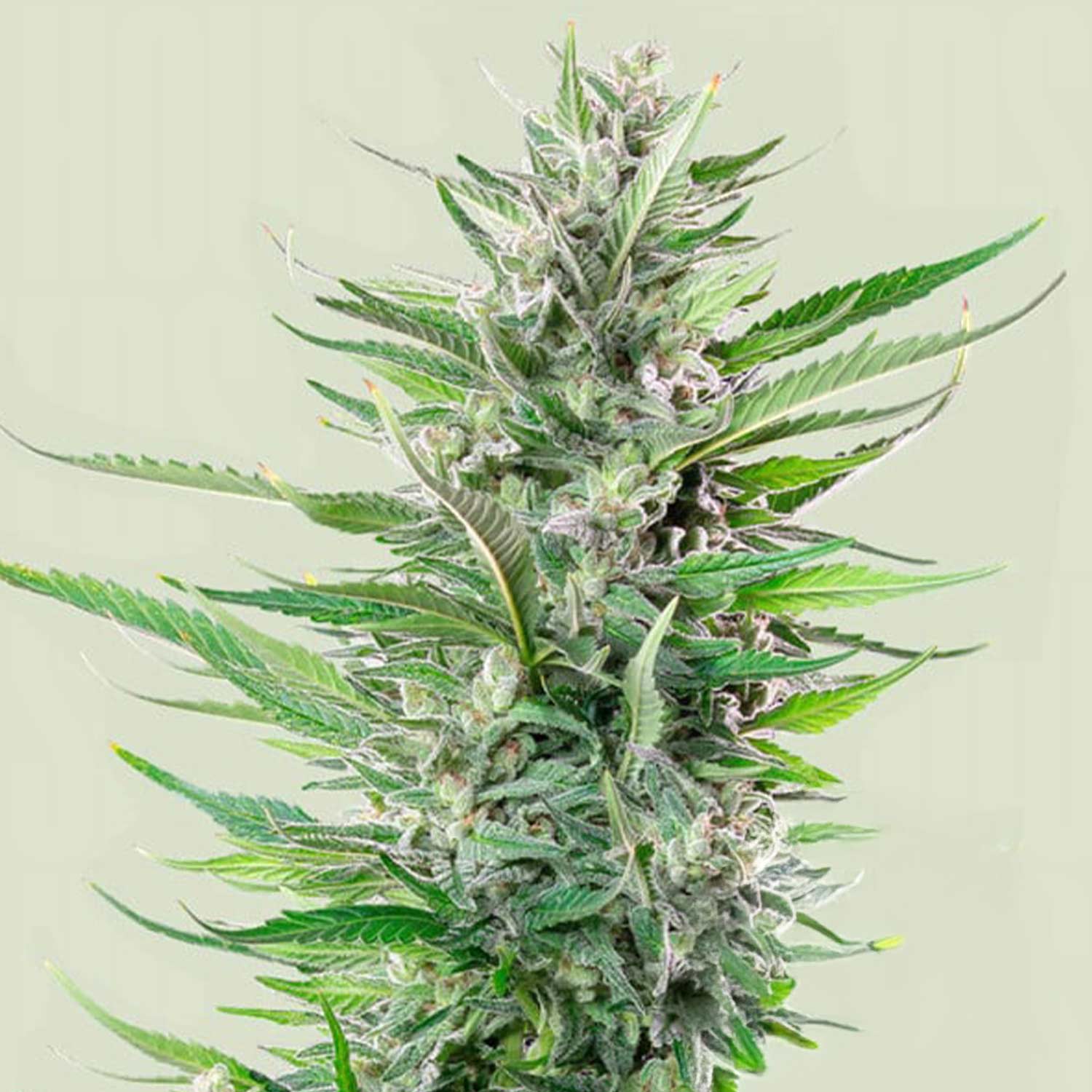 Nahaufnahme einer Fat Banana Pflanze von Royal Queen Seeds mit dichten Knospen und spitzen grünen Blättern vor hellem Hintergrund