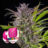 Green Gelato