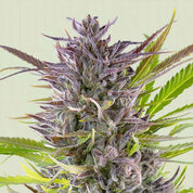 RQS-GG-0