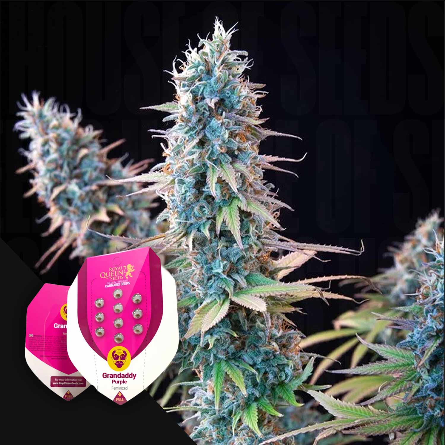 Eine Nahaufnahme einer blühenden Cannabispflanze mit Royal Queen Seeds Grandaddy Purple Samenpaketen im Vordergrund.