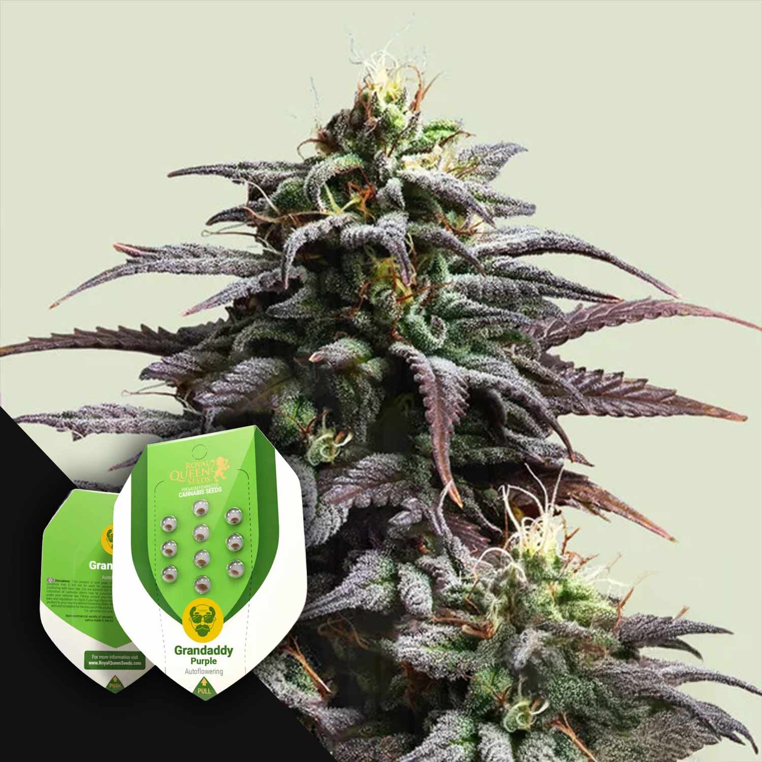 Eine Nahaufnahme einer lila gefärbten Cannabispflanze mit Royal Queen Seeds Granddaddy Purple Auto-Samenpaketen davor.