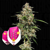 Honey Cream (Fast Flowering)
